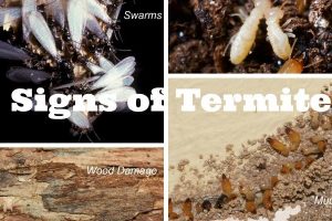 Signs of Infestation of Termites in your Property