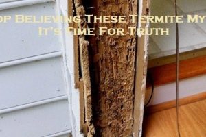 Stop Believing These Termite Myths – It’s Time For Truth