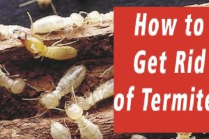 How to Get Rid of Termites in Melbourne