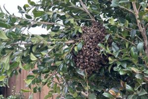 Buzz-Free Backyard: Safe Bee Removal in Truganina from a Garden Tree