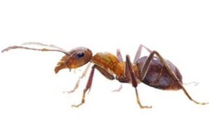 Dealing With Ants? These 5 Tips Will Definitely Help you