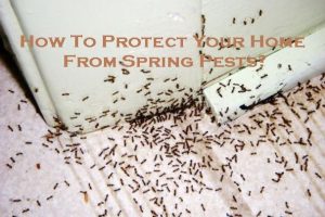 How To Protect Your Home From Spring Pests?