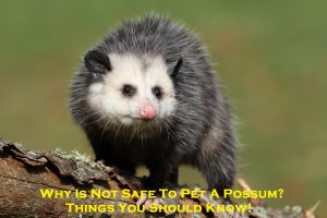 Why Is Not Safe To Pet A Possum? – Things You Should Know!