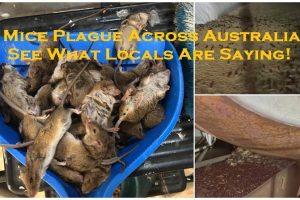 Mice Plague Across Australia – See What Locals Are Saying!
