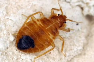 bed bug