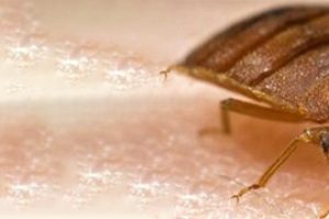 bed bugs Removal Melbourne