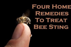 bee control Melbourne