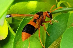 wasp removal in Melbourne