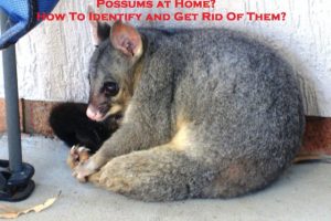 Possums at Home? How To Identify and Get Rid Of Them?