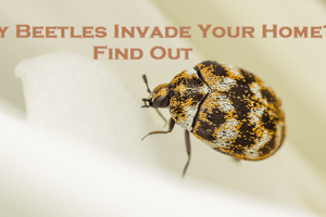 Why Beetles Invade Your Home? - Find Out