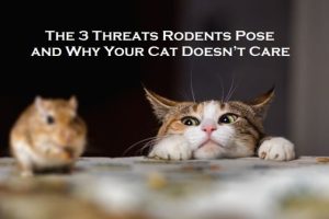 The 3 Threats Rodents Pose and Why Your Cat Doesn’t Care