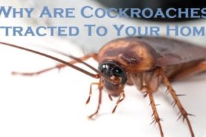 Why Are Cockroaches Attracted To Your Home?