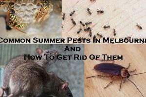 pest control Melbourne