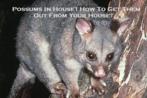 Possums In House? How To Get Them Out From Your House?