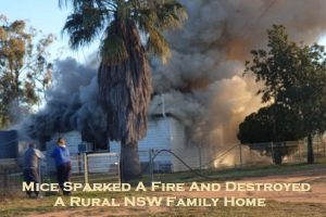 Mice Sparked A Fire And Destroyed A Rural NSW Family Home