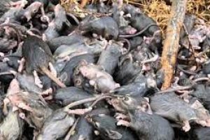 Mice Plague Strikes Farmers of Victoria, Queensland