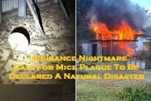 mice removal Melbourne