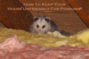 How To Keep Your House Unfriendly For Possums?