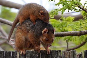 possum removal in Melbourne