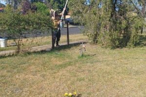 pest control Melbourne