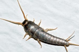 silverfish control in Melbourne