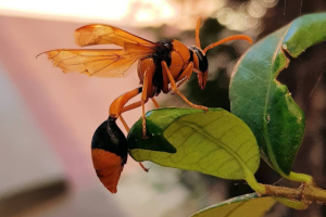 wasp removal in Melbourne