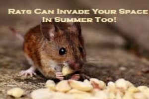 Rats Can Invade Your Space In Summer Too!
