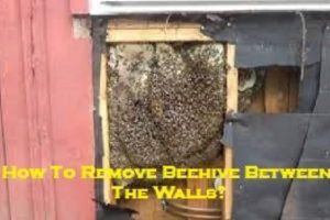 How To Remove Beehive Between The Walls?