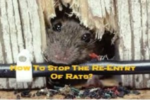 How To Stop The Re-Entry Of Rats?