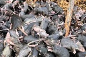 Mice Plague Strikes Farmers of Victoria, Queensland and New South Wales