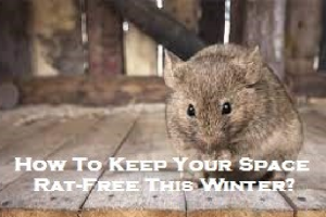 How To Keep Your Space Rat-Free This Winter?