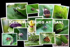 Keep the Bugs at Bay!