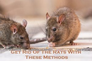 Get Rid Of The Rats With These Methods