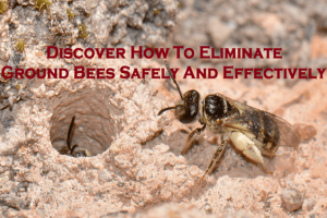 bee control Melbourne