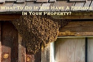 bee control Melbourne