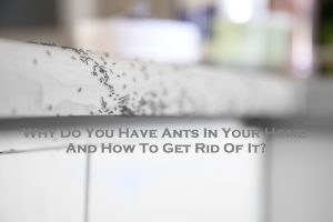 Why Do You Have Ants In Your Home And How To Get Rid Of It?