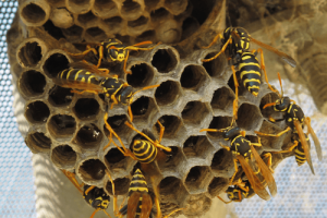 Pest Control Melbourne