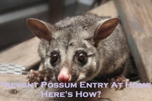 Prevent Possum Entry At Home – Here’s How?