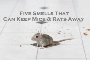 Five Smells That Can Keep Mice & Rats Away