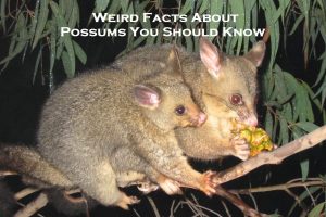 Weird Facts About Possums You Should Know
