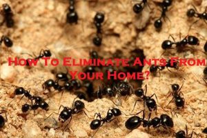 How To Eliminate Ants From Your Home? 