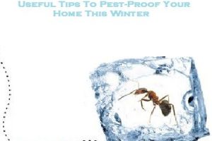 Useful Tips To Pest-Proof Your Home This Winter