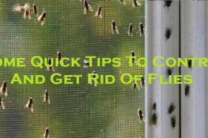 Some Quick Tips To Control And Get Rid Of Flies