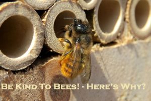 Be Kind To Bees! - Here’s Why?