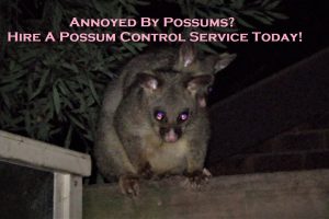 Annoyed By Possums? Hire A Possum Control Service Today!