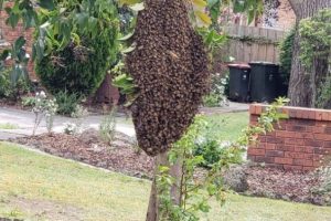 Bee Swarm Removal in Mount Waverley – Safe, Swift, and Eco-Friendly