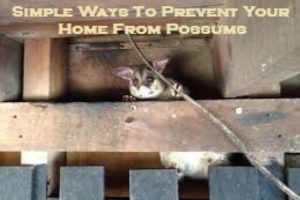 possum control Melbourne
