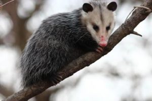 Little Known Facts About Possum Control
