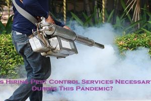 Is Hiring Pest Control Services Necessary During This Pandemic?
