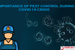 Importance Of Pest Control During COVID-19 Crisis